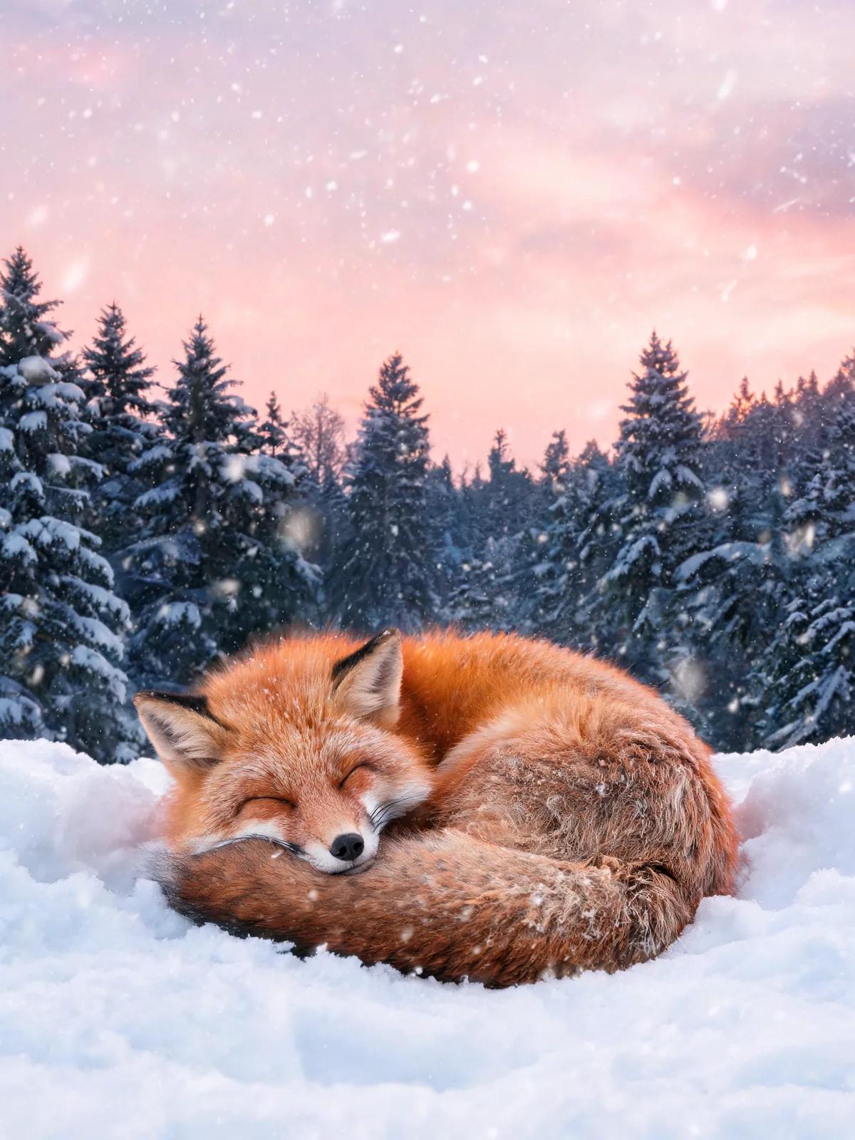 A close photograph of a red fox asleep in snow with falling snowflakes and a pink sky. Made with Seedream 5.0 Lite.